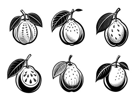 Collection of Guava Fruit Coloring Book Page Line Art Drawing.のイラスト素材