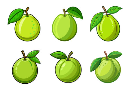 Guava fruits vector illustration on white background.のイラスト素材