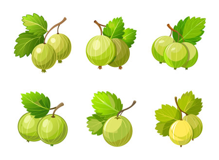 Set of different style ripe gooseberries, adorned with vibrant green leaves, isolated on white background.のイラスト素材