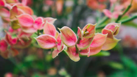 Flowers blooming in the garden behind the houseの写真素材