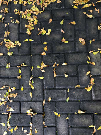 dry leaves fall in the yard