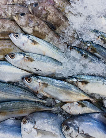 fresh skipjack tuna on a pile of ice cubes