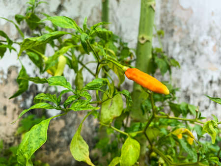 chili plants ready to harvestの写真素材