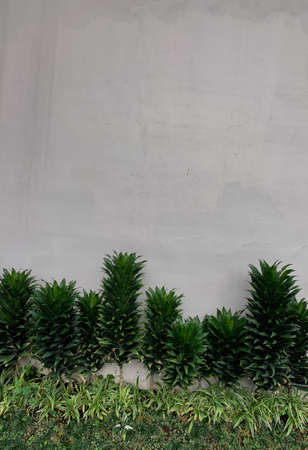 ornamental plants neatly arranged on the garden wall behind the houseの写真素材