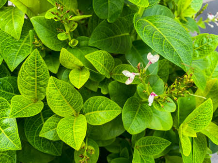 Flowers with bright green leaves are planted on the side of the downtown street