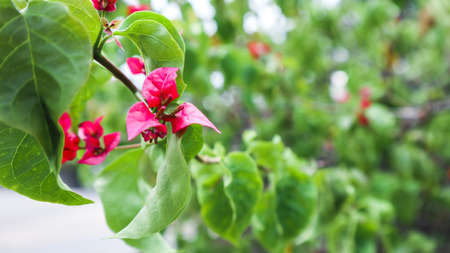 Flowers blooming in the garden behind the house
