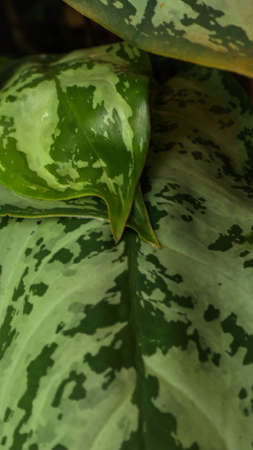 a plant with fresh green leavesの写真素材