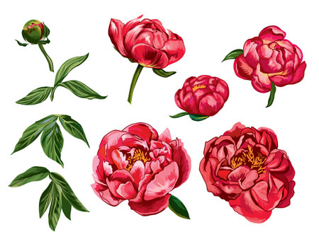 Peonies flowers Isolated White Background Vector Illustrationのイラスト素材