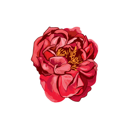 Red peony flower on white background. Vector Illustration.のイラスト素材