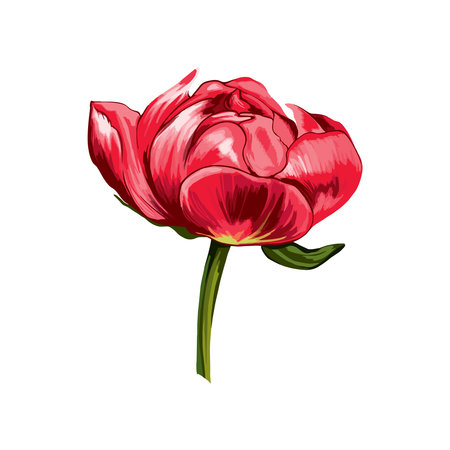 Red peony bud on white background. Vector Illustration.のイラスト素材