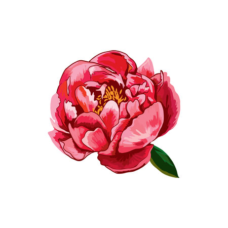 Red peony flower on white background. Vector Illustration.のイラスト素材