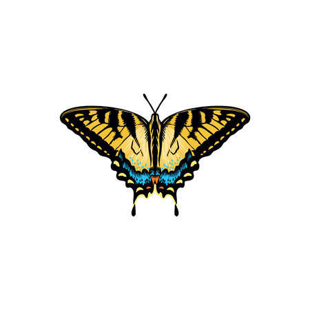 Elegant butterfly with bright wings and antennae.のイラスト素材
