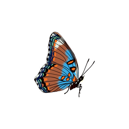 Blue butterfly with bright wings and antennae.のイラスト素材