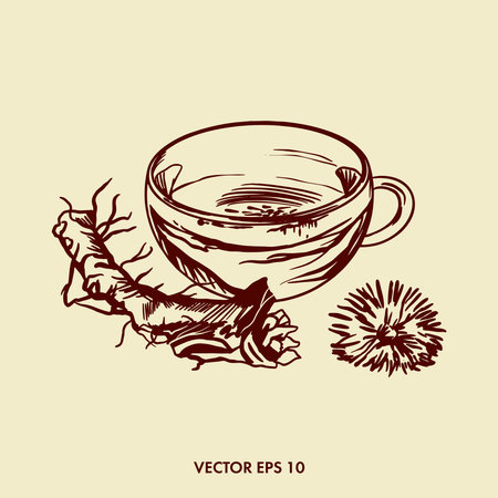 Vector illustration of dandelion tea. Dandelion tea. Dandelion slice, root and flower. pharmaceutical drink. Graphic illustration for packaging design. pharmaceutical products. medical factories.のイラスト素材