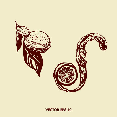 Whole lemon and lemon zest. Vector illustration of a lemon.のイラスト素材