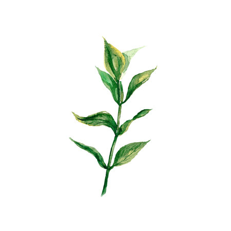 Watercolor green leaf branch. Collection botanical illustration isolated on white background suitable for Wedding Invitation, save the date or greeting card.の写真素材