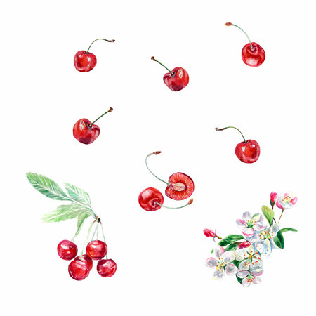 Watercolor illustration of a cherry isolated on a white background. Botanical illustration of cherry berries and flowers. For food packaging, cosmetic products, greeting card design, album cover.の写真素材