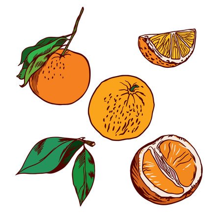 Orange fruit, leaves, orange slices. Orange vector illustration isolated on white background. Design element for packaging paper, labels and covers for food and cosmetic products.のイラスト素材