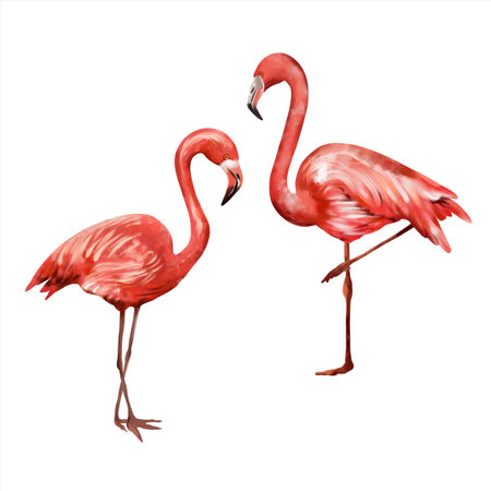 Two pink flamingos isolated on white background. Watercolor illustration on a summer theme. Design element for greeting cards, wedding invitations, flyers and banners.の写真素材