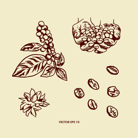 Coffee plant, coffee flower, coffee grains. Vector illustration in graphic style. Menus, food packaging, coffee product labels.のイラスト素材