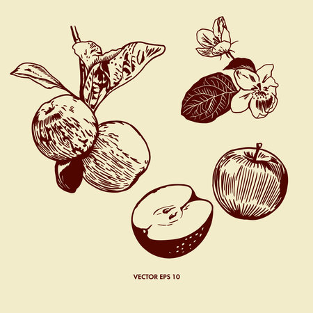 Apples on a branch with leaves, apple tree flowers, whole and cut. Vector illustration in graphic style. Greeting cards, patterns, covers, invitationsのイラスト素材