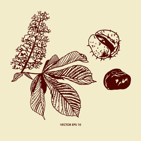 Flower, leaf and fruit of chestnut tree. Vector illustration of chestnut plant. Design element for packaging paper, textiles, covers, food labels.のイラスト素材