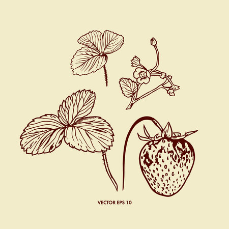 Berry, flowers and leaves of strawberry. Vector illustration of a berry in a graphic style. Greeting cards, invitation, summer banners, food labels.のイラスト素材