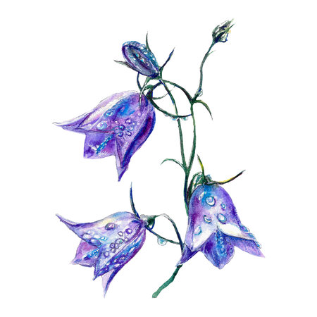 Watercolor blue bells. Meadow flowers botanical illustration isolated on white background. Greeting cards, wedding invitations, summer flyers, covers.の写真素材