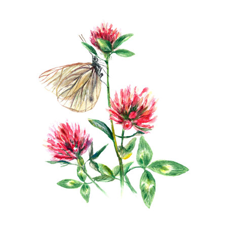 Watercolor clover flower and butterfly. Meadow flowers botanical illustration isolated on white background. Greeting cards, wedding invitations.の写真素材