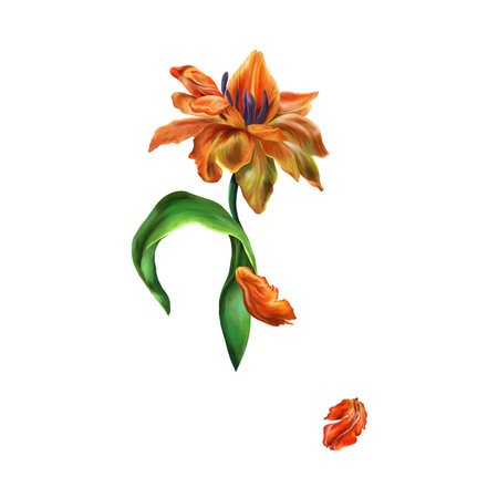 Blossoming tulip and flying petal. Botanical illustration isolated on white background. Greeting cards, wedding invitations, covers, postage stamps.の写真素材