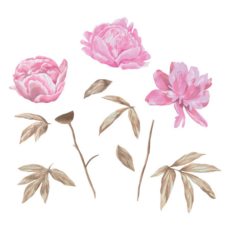 Pink peonies, flowers and leaves. Vector illustration in watercolor style. Design element for greeting cards, wedding invitations, covers, newborn baby shower, Valentine's day.のイラスト素材