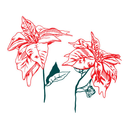 Poinsettia. Winter flower. Vector illustration of a plant on a white background. Design for sale banners, greeting cards, invitations, labels, covers. Christmas discounts.のイラスト素材