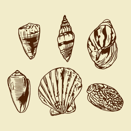 Seashells. Vector illustration of a set in graphic style. Design element for greeting cards, invitations, banners, flyers, covers, labels.のイラスト素材