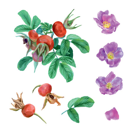 Rosehip, bush, leaves, berries, flowers. Vector set in graphic style. Cards, invitations, spring banners, packaging, covers, labels, flyers.のイラスト素材