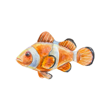 Clown fish, orange fish, with a white stripe, amphiprion. Watercolor illustration isolated on white background. Design element for cards, sea banners, labels, aquarium templates.の写真素材