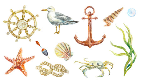 Seagull, shell, rope, starfish, anchor, seaweed, crab, sea set isolated on white background. Hand drawn watercolor illustration for cards, sea bannersの写真素材