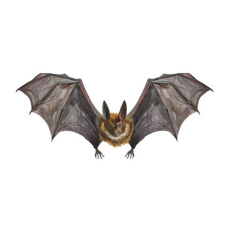 A bat flying with its wings spread. Hand drawn watercolor illustration isolated on white background....