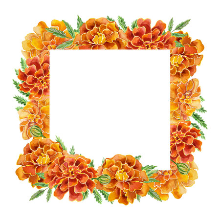 Marigolds, square frame for text. Hand drawn watercolor illustration of flowers isolated on white background. For birthday cards, invitations, banners, labels, covers.の写真素材