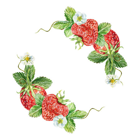 Strawberry composition. Berries, leaves and flowers. Watercolor illustration isolated on white background. Juice and jam labels, packaging, cosmetics.の写真素材