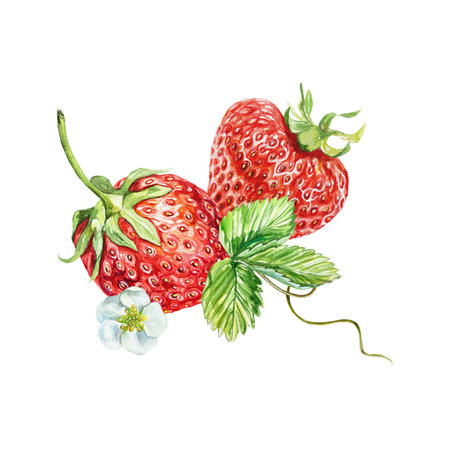 Strawberry, berries, leaf, flower. Watercolor illustration isolated on white background. Cards, juice, jam labels, food packaging, cosmetic products.の写真素材