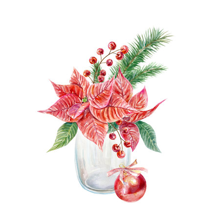 Poinsettia bouquet in a vase, fir branches, berries, red ball. Watercolor illustration isolated on white. For Christmas and New Year cards, posters.の写真素材