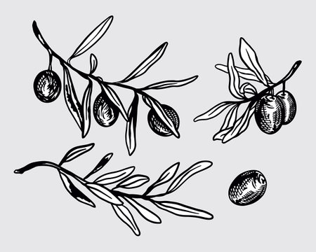 Olives twigs set. Leaves and fruits. Hand drawn vector illustration in graphic style. For oil labels, cosmetics, banners, cards, posters, flyers.のイラスト素材