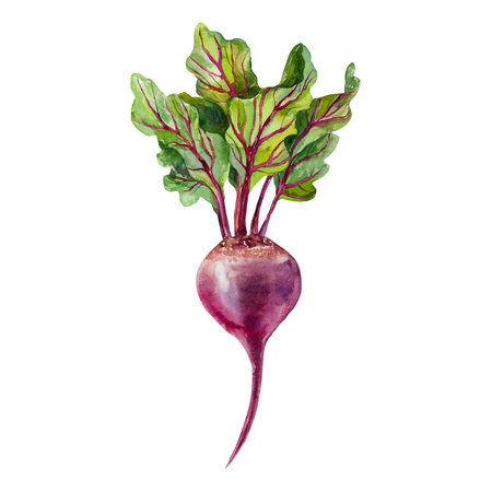 Beetroot watercolor. Hand drawn vegetable illustration isolated on white. For cards, food labels, packaging, banner for Harvest Day and Vegetarian Dayの写真素材