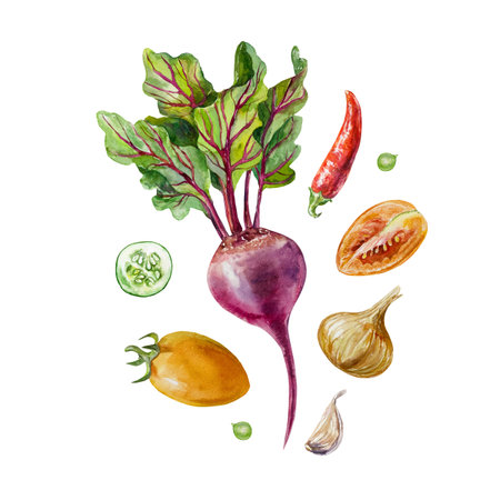 Vegetables set. Beetroot, tomatoes, peppers, onions, garlic. Watercolor illustration. Cards, labels, packaging, banners, Harvest and Vegetarian Day.の写真素材