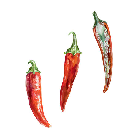 Red hot chili pepper, watercolor. Hand drawn vector illustration. For Harvest and Vegetarian day cards, food packaging, labels, posters, menus.のイラスト素材