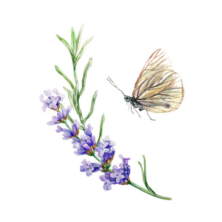 Lavender sprig and butterfly. Hand drawn watercolor illustration of Provence flowers isolated. Cosmetic labels, cards, SPA certificates, invitations.の写真素材