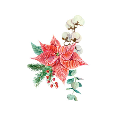 Christmas flower poinsettia with fir branch, eucalyptus and cotton, watercolor. Hand drawn vector illustration. New Year cards, banners, invitations.のイラスト素材