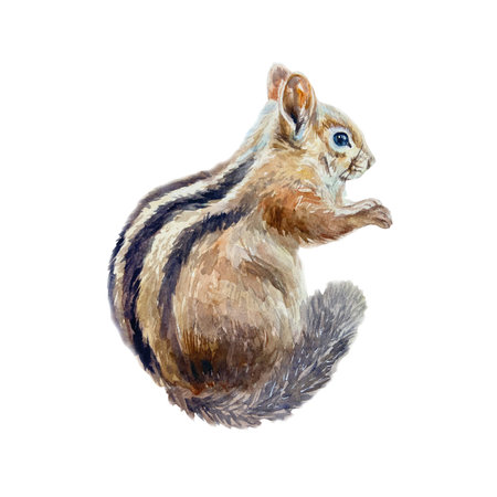 Chipmunk in profile. Hand drawn watercolor illustration of forest animal isolated on white. Cards, books, posters, Nature and Wildlife Protection Day.の写真素材