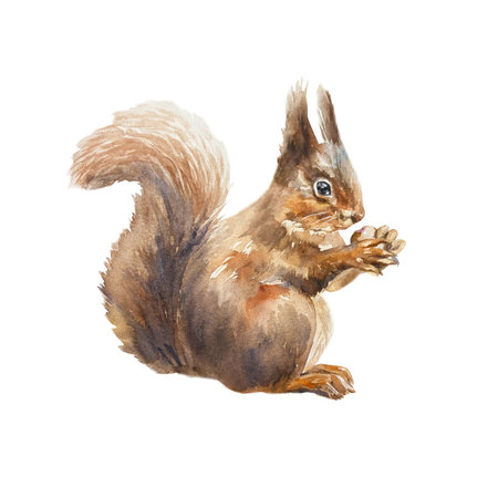 Squirrel sitting. Hand drawn watercolor illustration of forest animal isolated. Cards, labels, invitations, books, Nature and Wildlife Protection Day.の写真素材
