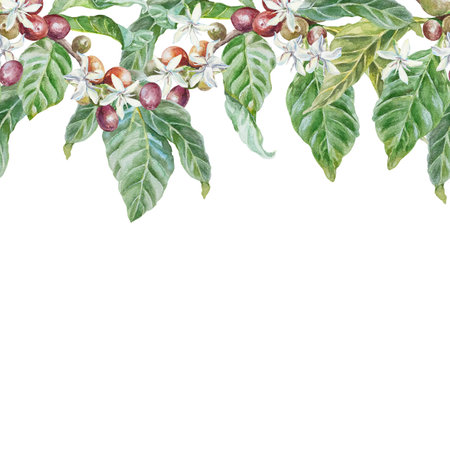 Coffee tree branches with green leaves, berries and flowers. Seamless horizontal border. Hand drawn watercolor botanical illustration isolated on white. For wallpaper design, cafe menu, banners.の写真素材